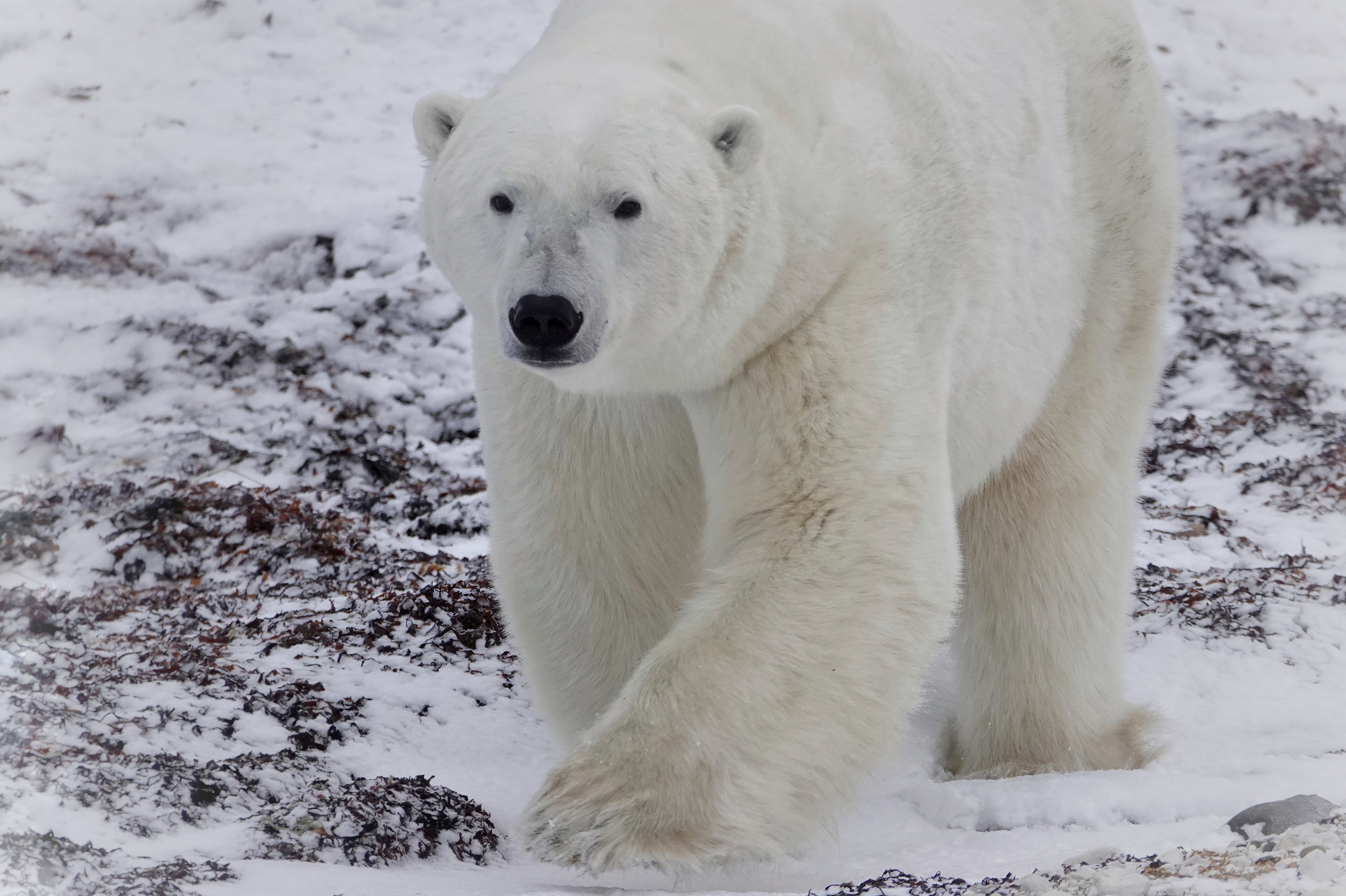 Ours polaire marchant vers nous à Churchill
